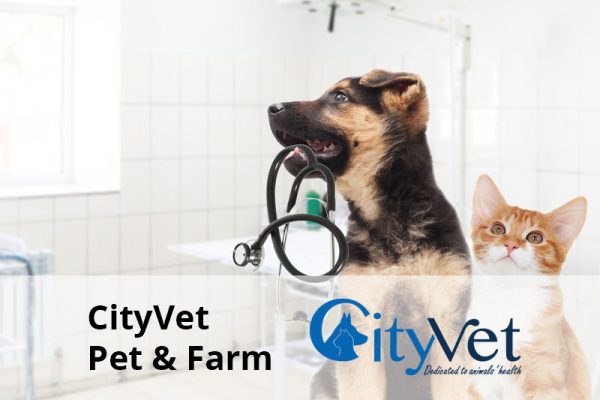 city vet client senior software